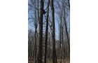 Property photo 109 - REAL ESTATE & PERSONAL PROPERTY AUCTION, 140 Acres offered in 8 Tracts or Combinations in Steuben County